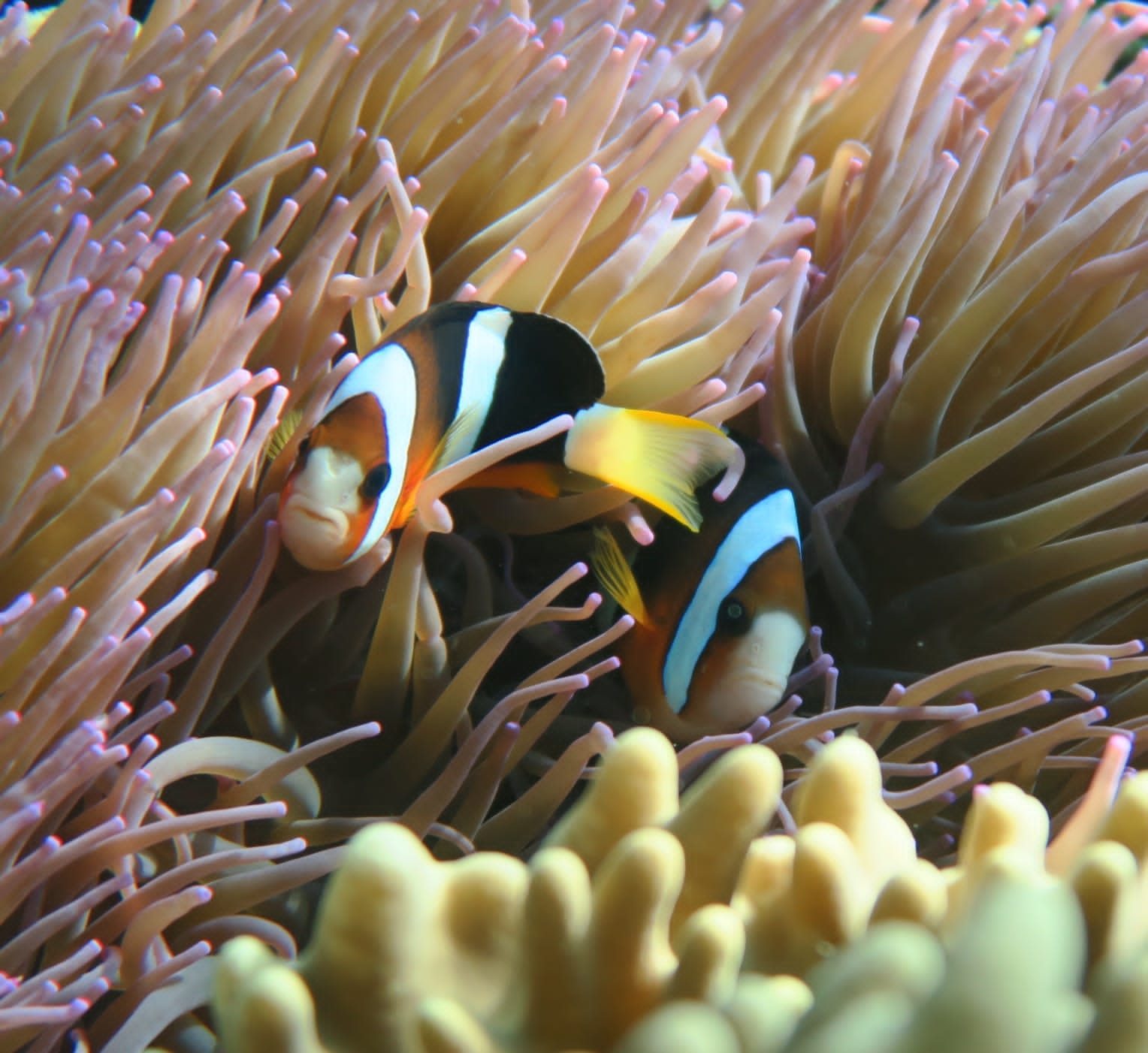 Clark's anemonefish in its anemone