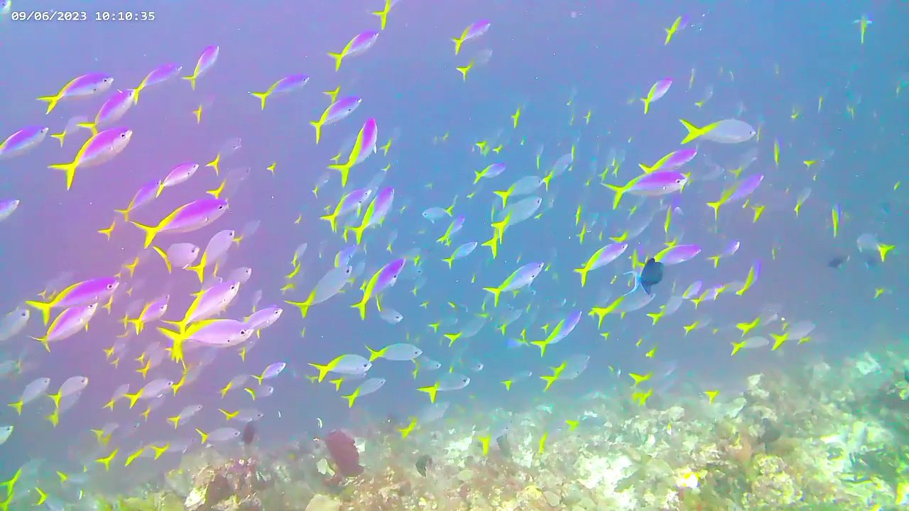 School of anthias