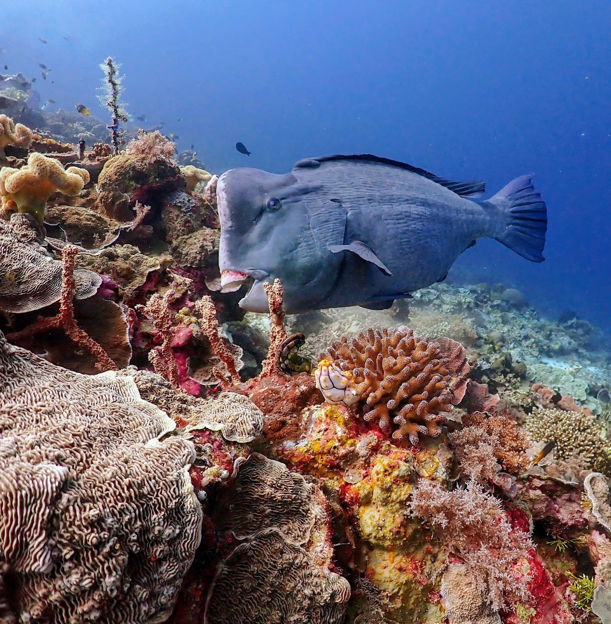 Bumphead parrotfish over the reef