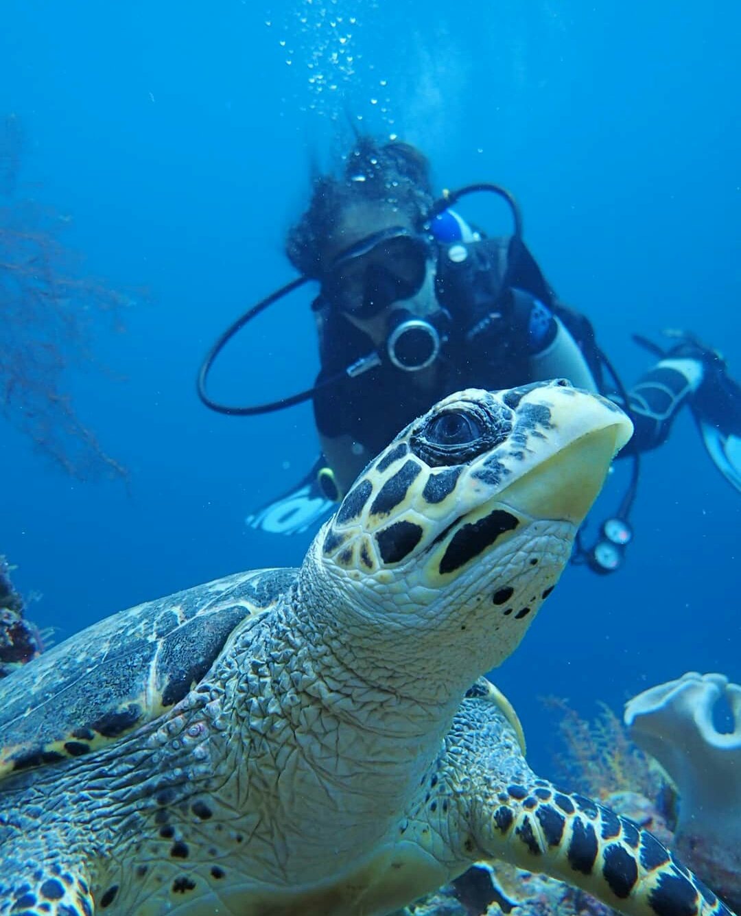 Diver meeting a hawksbill turtle up close