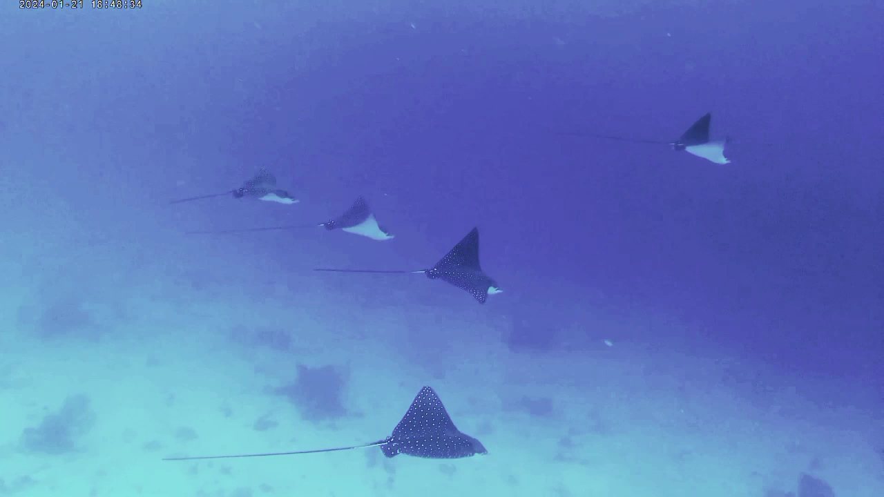 Spotted eagle rays swimming in blue water