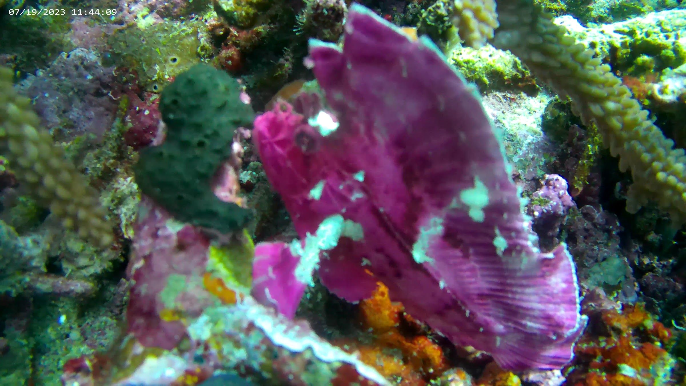 Purple frogfish