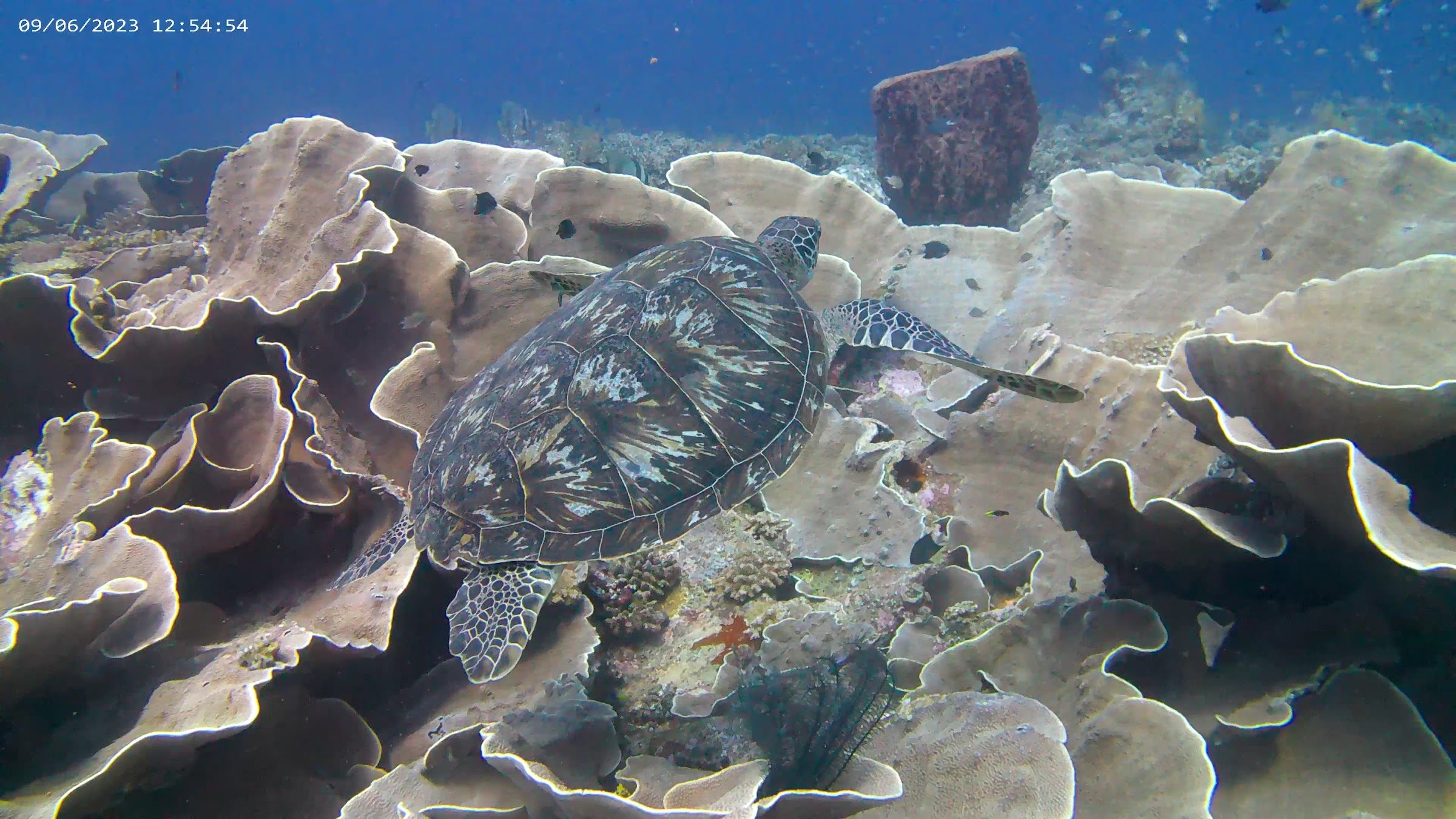 Hawksbill turtle on plate corals
