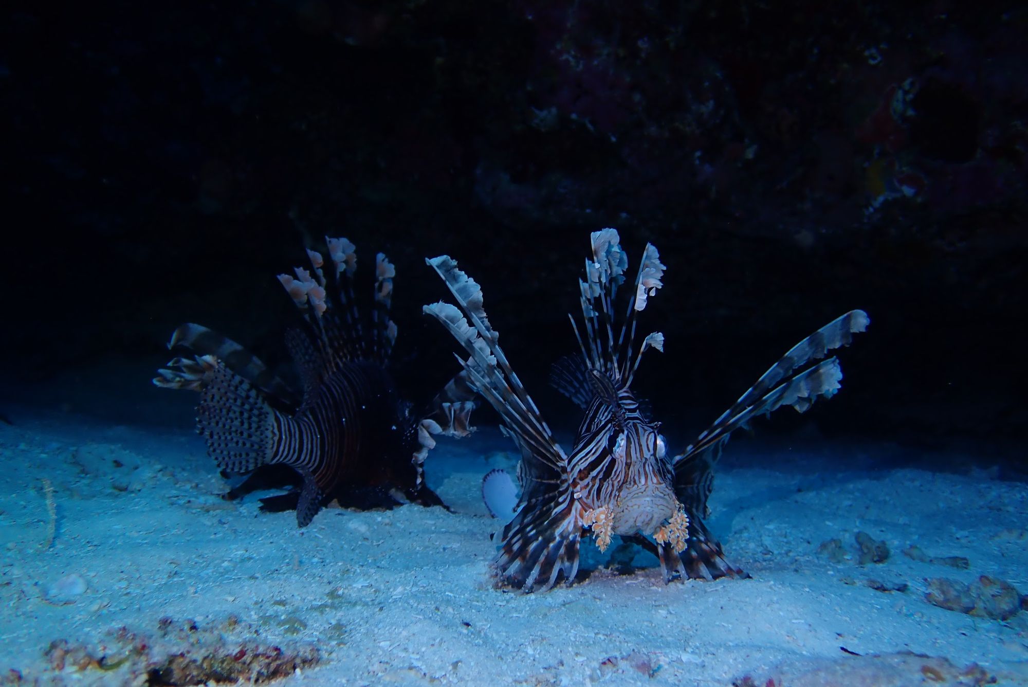 Lionfish at night