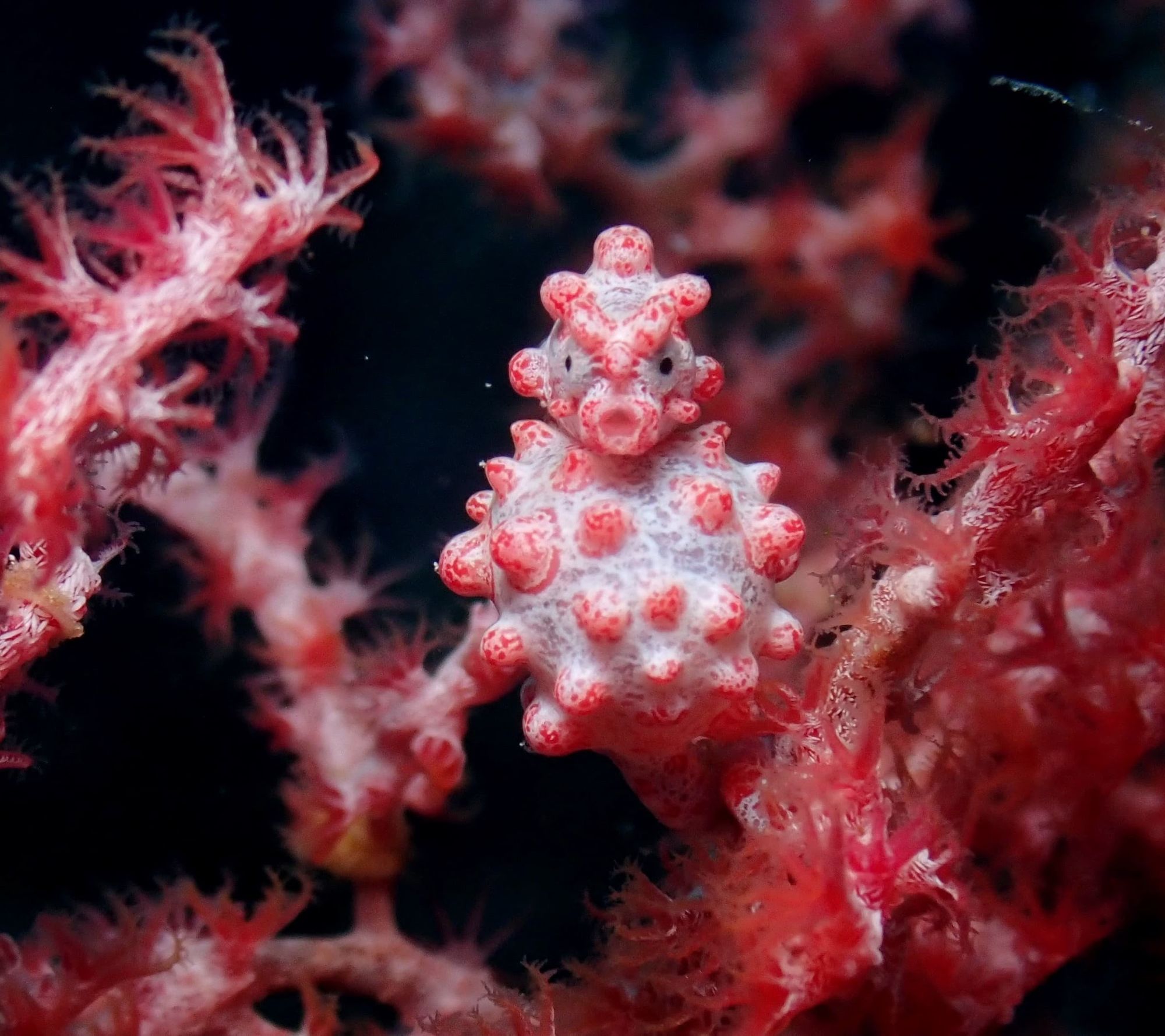Pink soft coral